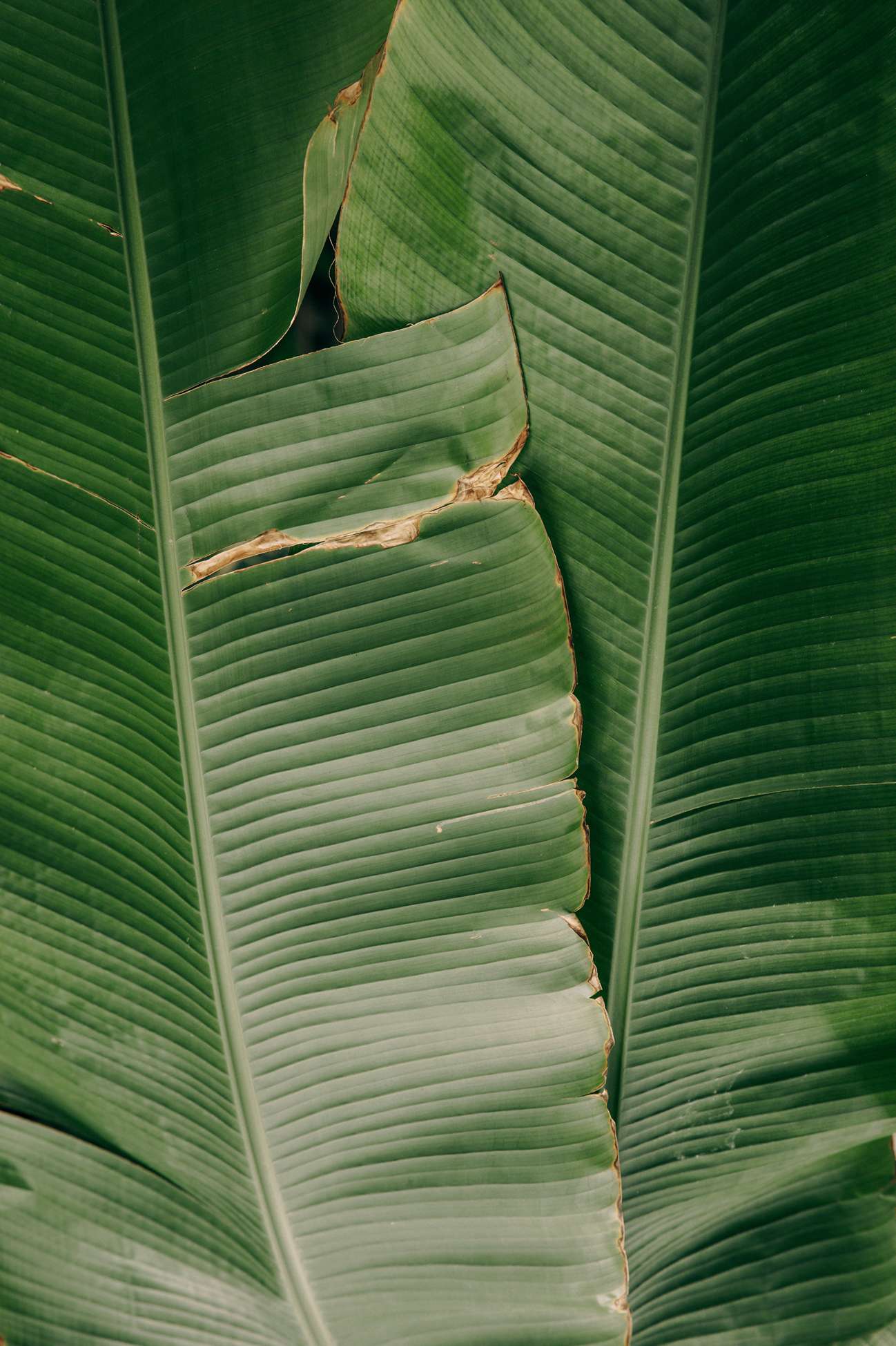 5 Cara Packing Daun Pisang Untuk Ekspor atau Pasar Lokal