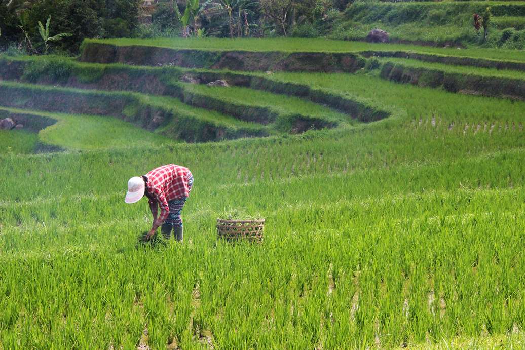 Phytosanitary Certificate Penjelasan dan Cara Mendapatkannya